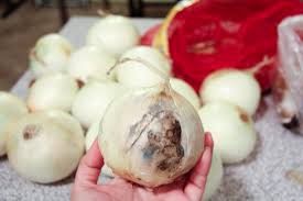 rotten onion